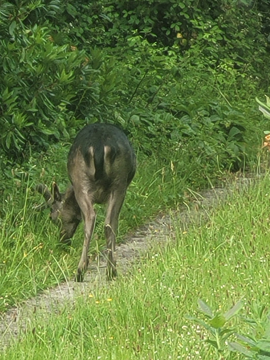 Deers and honeysuckle